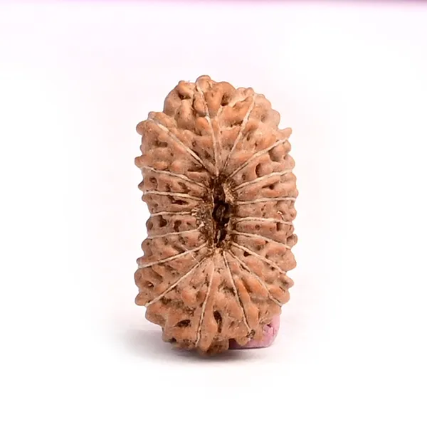 18_Mukhi_From_Java_Indonesia_Small_Cxc