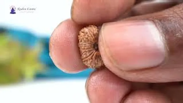 18_Mukhi_From_Java_Indonesia_Small_Cxc