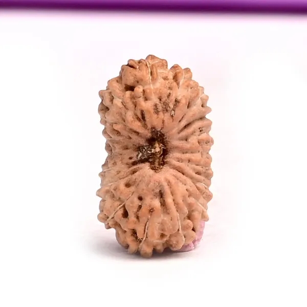 18_Mukhi_From_Java_Indonesia_Small_Cxc