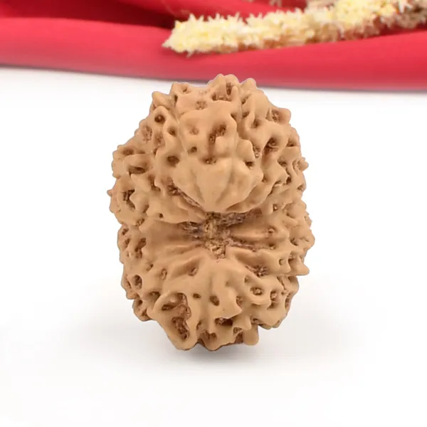 15_Mukhi_From_Java_Indonesia_Cliii