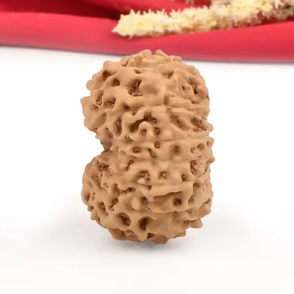 15_Mukhi_From_Java_Indonesia_Cliii