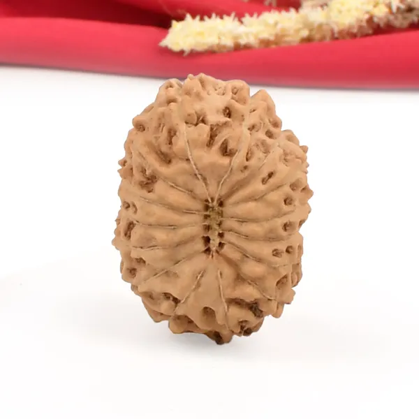 15_Mukhi_From_Java_Indonesia_Cliii