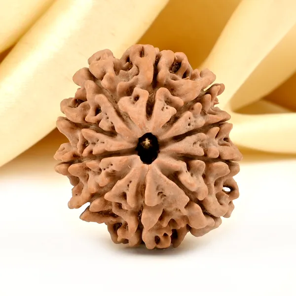 10_Mukhi_From_Nepal_Large_Ccxvii