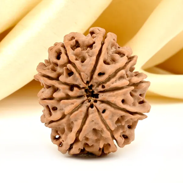 10_Mukhi_From_Nepal_Large_Ccxvii