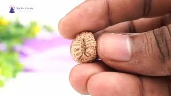 17_Mukhi_From_Java_Indonesia_Cxi