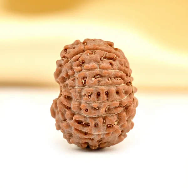 Techpandit_13_Mukhi_Rudraksha_Bead_Java_Indonesia