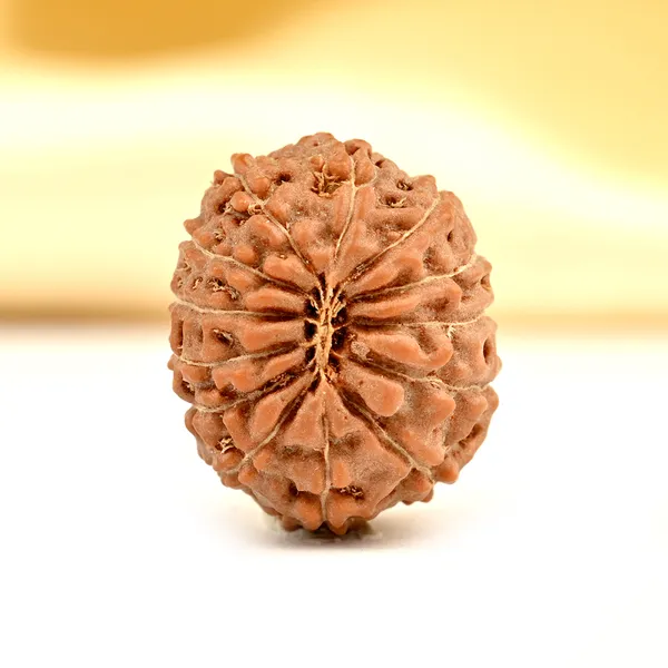 Techpandit_13_Mukhi_Rudraksha_Bead_Java_Indonesia