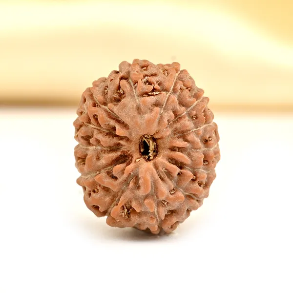 Techpandit_13_Mukhi_Rudraksha_Bead_Java_Indonesia