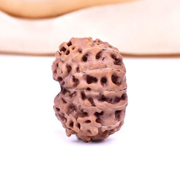 13_Mukhi_From_Java_Indonesia_Ccxi
