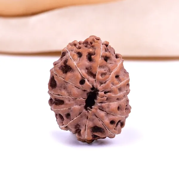 13_Mukhi_From_Java_Indonesia_Ccxi