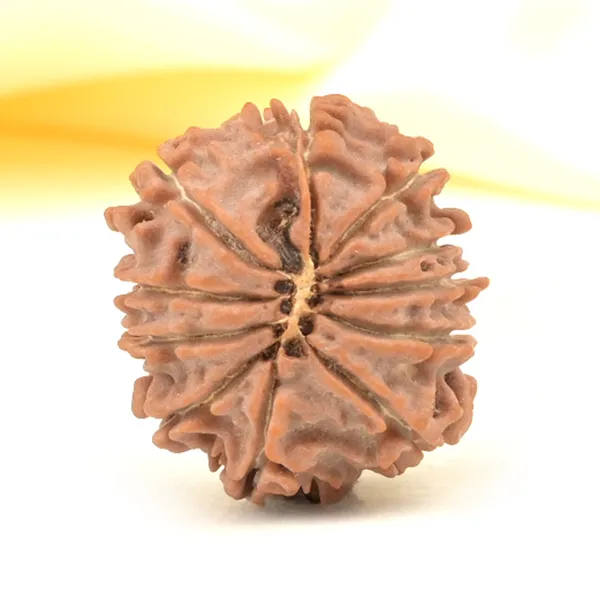 11_Mukhi_From_Nepal_Small_Cccxxxii