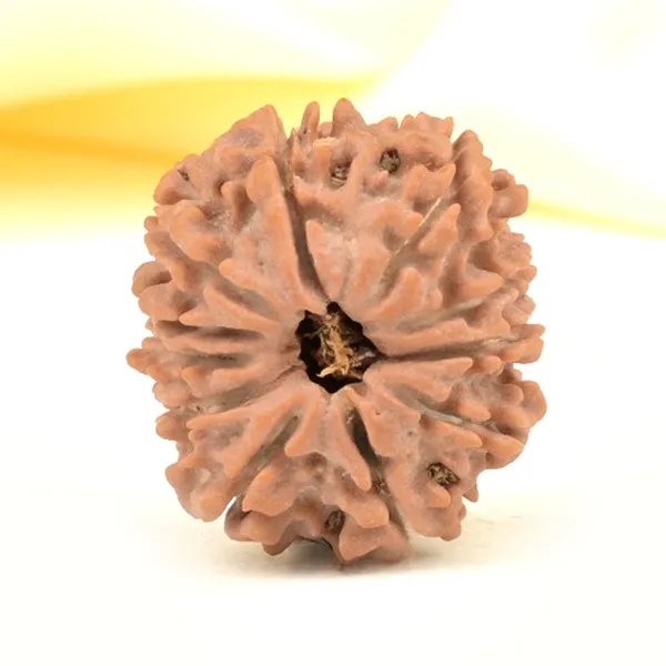11_Mukhi_From_Nepal_Small_Cccxxxii