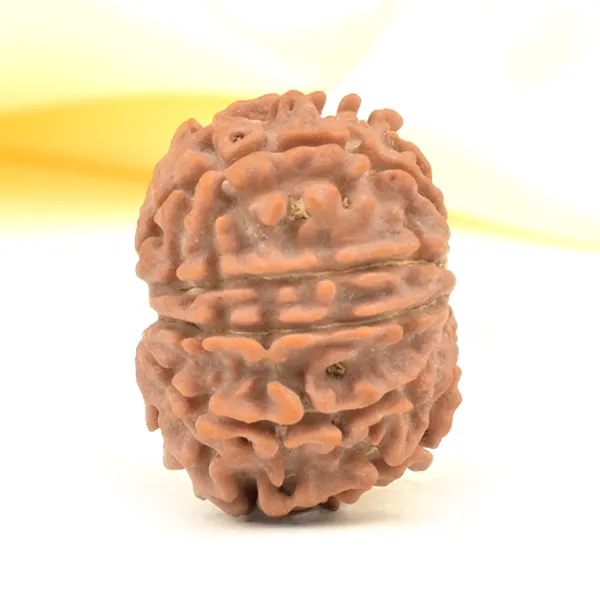 11_Mukhi_From_Nepal_Small_Cccxxxii