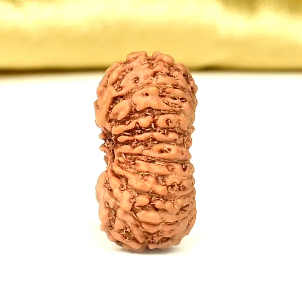 19_Mukhi_Rudraksha_Bead_Indonesia