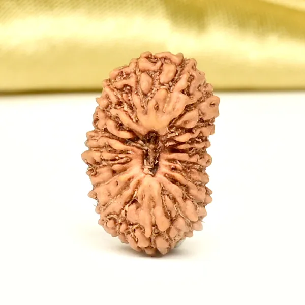 19_Mukhi_Rudraksha_Bead_Indonesia