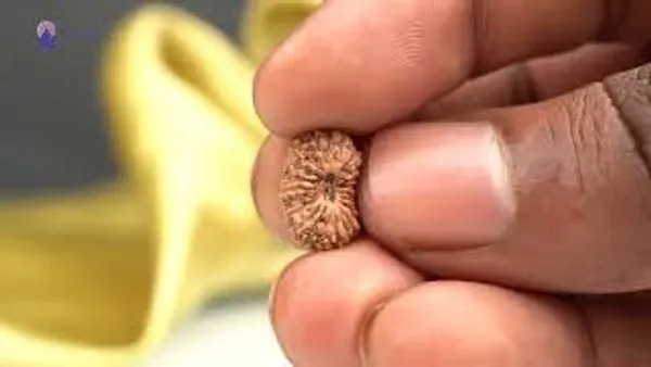 19_Mukhi_Rudraksha_Bead_Indonesia