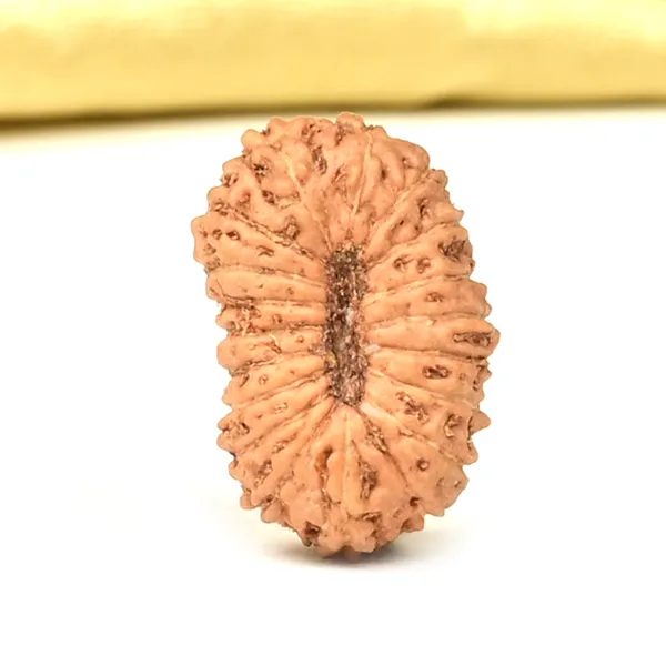 19_Mukhi_Rudraksha_Bead_Indonesia