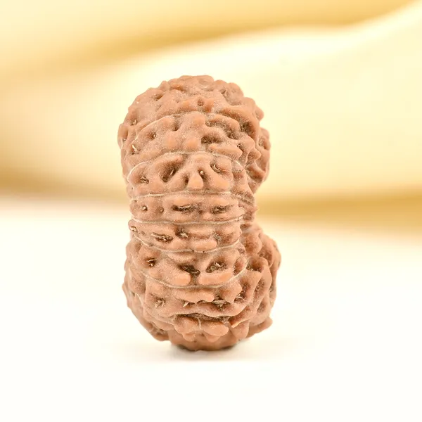 17_Mukhi_From_Java_Indonesia_Small_Cclxiii