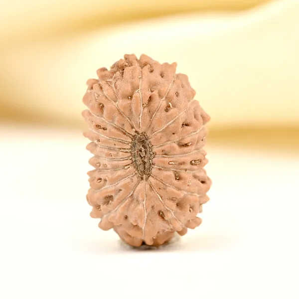 17_Mukhi_From_Java_Indonesia_Small_Cclxiii