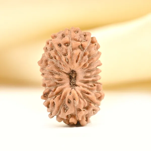 17_Mukhi_From_Java_Indonesia_Small_Cclxiii