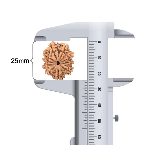 Techpandit_10_Mukhi_Nepal_Rudraksha_Bead