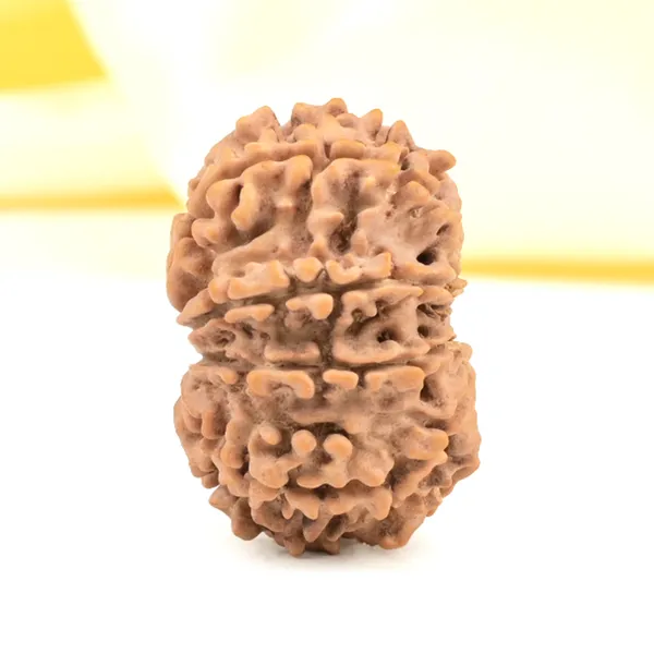 Techpandit_10_Mukhi_Nepal_Rudraksha_Bead
