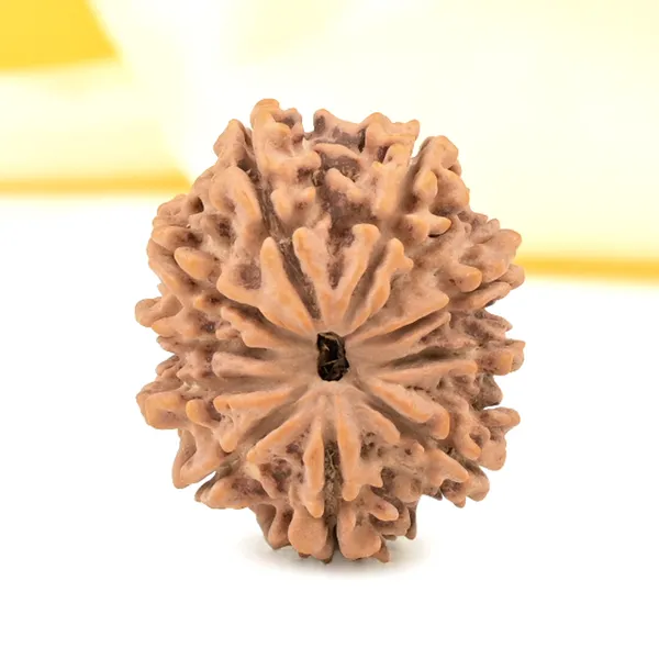 Techpandit_10_Mukhi_Nepal_Rudraksha_Bead