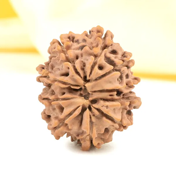 Techpandit_10_Mukhi_Nepal_Rudraksha_Bead
