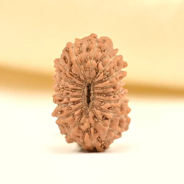 17_Mukhi_Rudraksha_Bead_From_Java_Indonesia