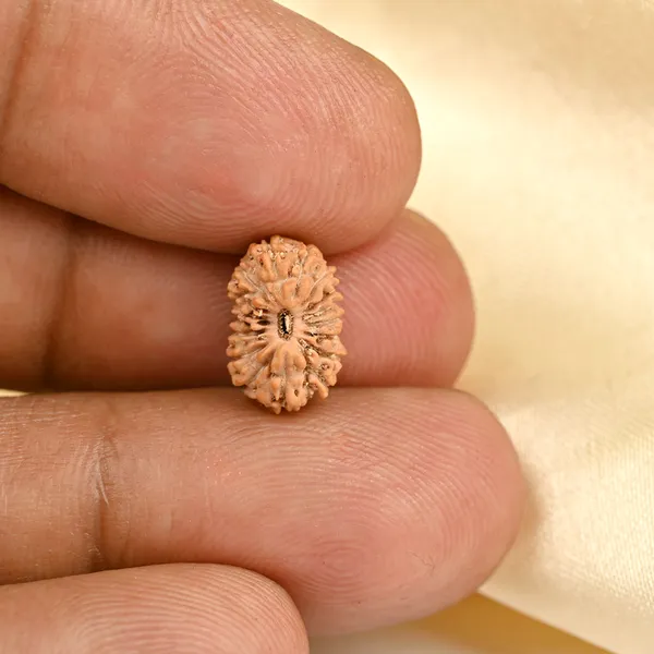 17_Mukhi_Rudraksha_Bead_From_Java_Indonesia