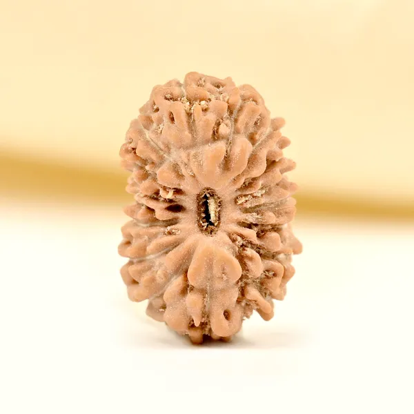 17_Mukhi_Rudraksha_Bead_From_Java_Indonesia