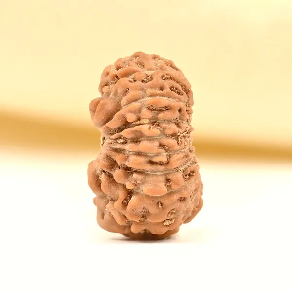 17_Mukhi_Rudraksha_Bead_From_Java_Indonesia