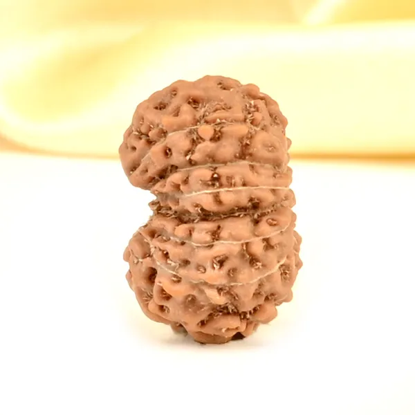 14_Mukhi_Rudraksha_Bead_Indonesia_Brown_Deva_Mani