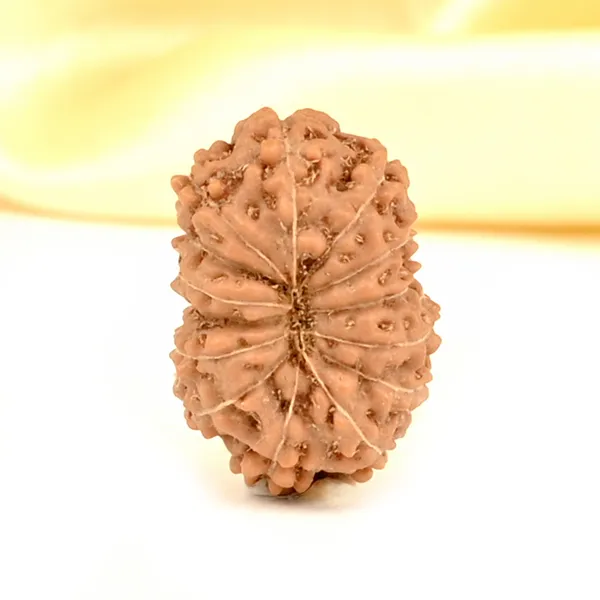 14_Mukhi_Rudraksha_Bead_Indonesia_Brown_Deva_Mani