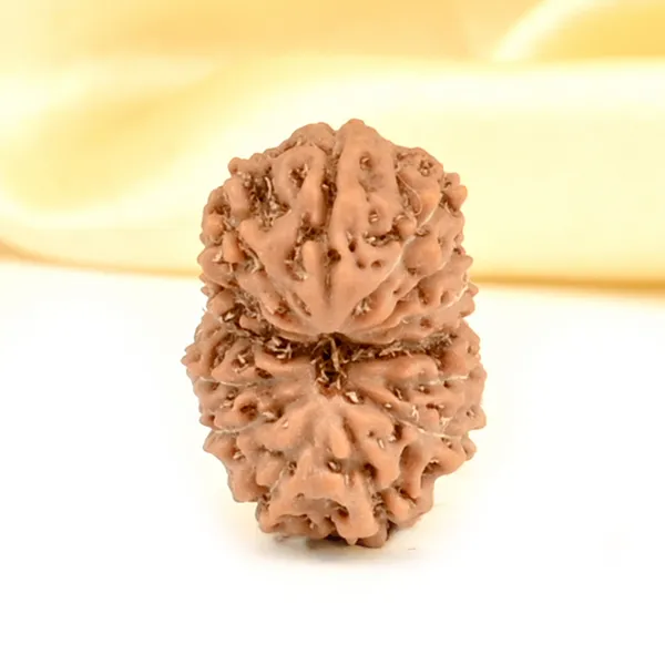 14_Mukhi_Rudraksha_Bead_Indonesia_Brown_Deva_Mani