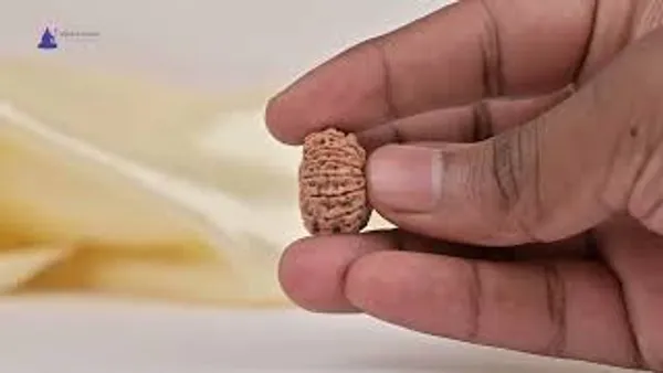 14_Mukhi_From_Nepal_Tiny_Xxvi