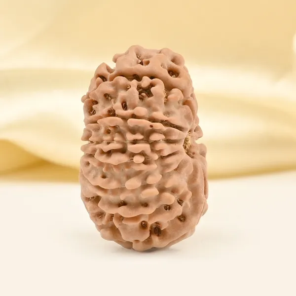 14_Mukhi_From_Nepal_Tiny_Xxvi