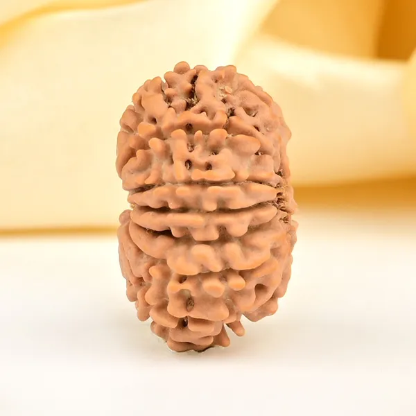 13_Mukhi_From_Nepal_Small_Ccclxxix