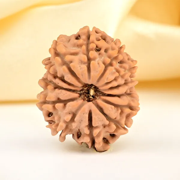13_Mukhi_From_Nepal_Small_Ccclxxix