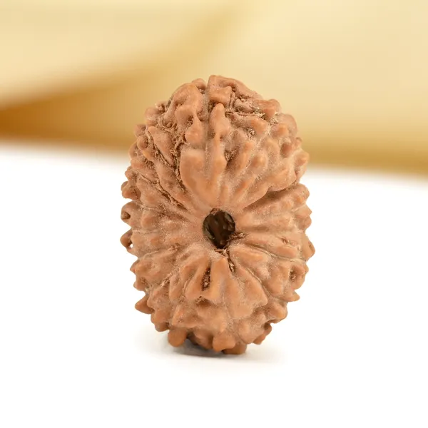 16_Mukhi_From_Java_Indonesia_Small_Cxcv