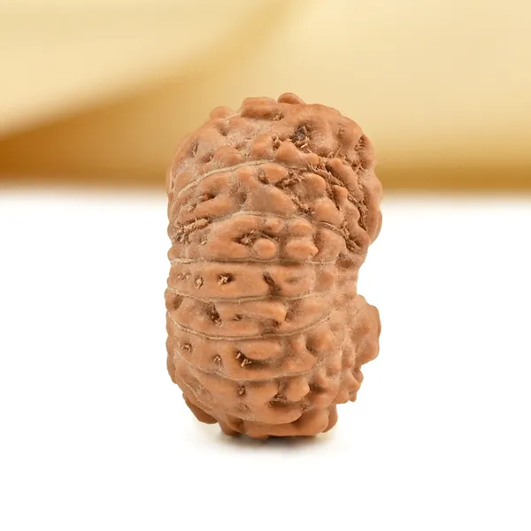 16_Mukhi_From_Java_Indonesia_Small_Cxcv