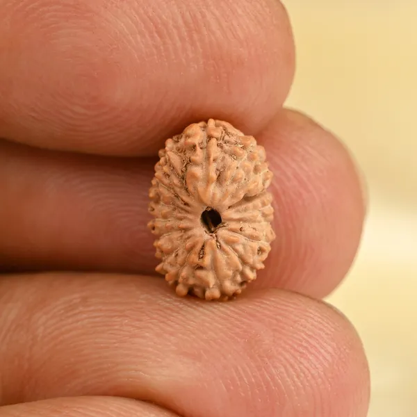 16_Mukhi_From_Java_Indonesia_Small_Cxcv