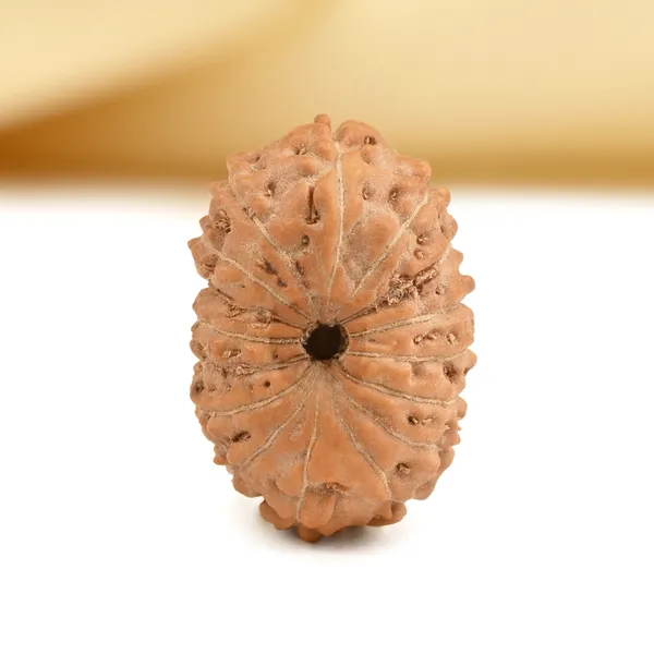 16_Mukhi_From_Java_Indonesia_Small_Cxcv