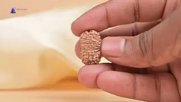 14_Mukhi_From_Nepal_Small_Ccliii