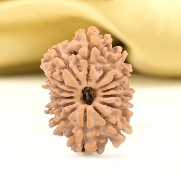 14_Mukhi_From_Nepal_Small_Ccliii