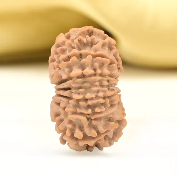 14_Mukhi_From_Nepal_Small_Ccliii