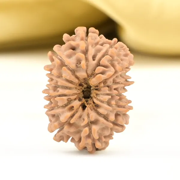 14_Mukhi_From_Nepal_Small_Ccliii