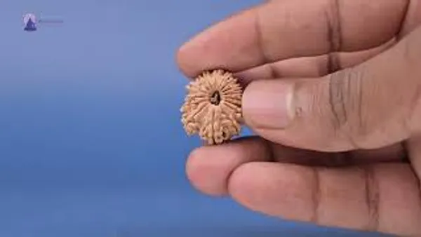 16_Mukhi_From_Nepal_Small_Xxxviii