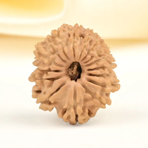 16_Mukhi_From_Nepal_Small_Xxxviii