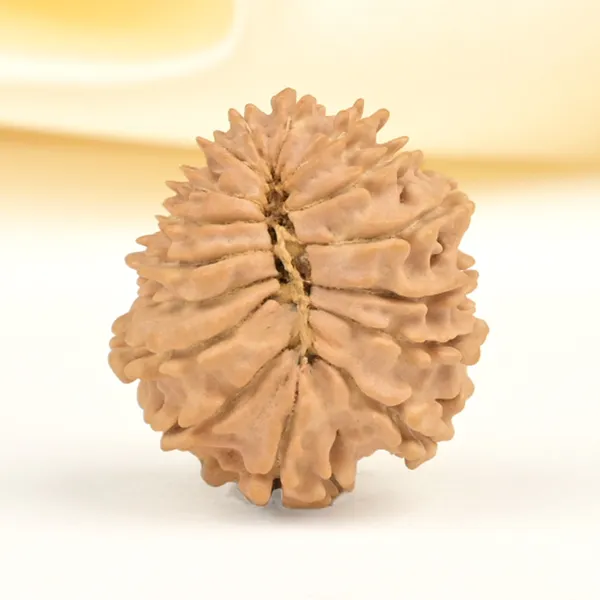 16_Mukhi_From_Nepal_Small_Xxxviii